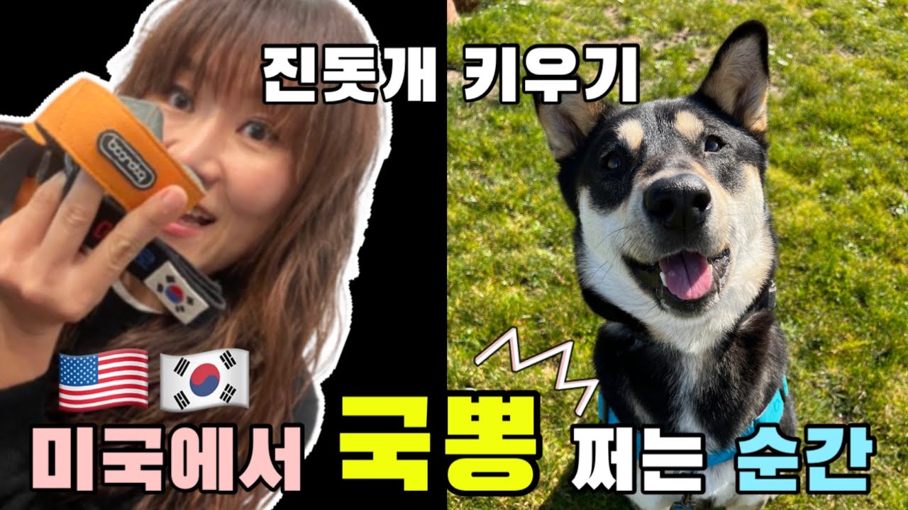 미국에서 진돗개 키우는 한인이 국뽕 떠는 순간 / 분독 / boondog / 솔직리뷰