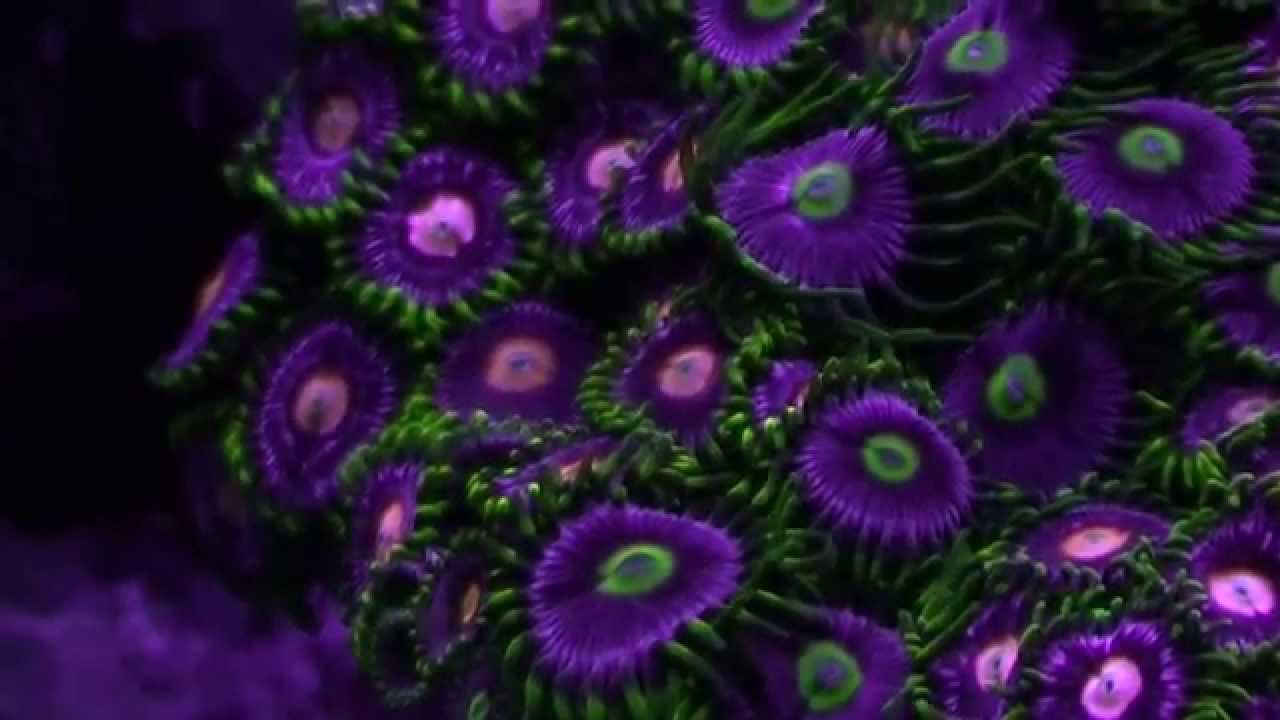 Beautiful Coral Reef Tank