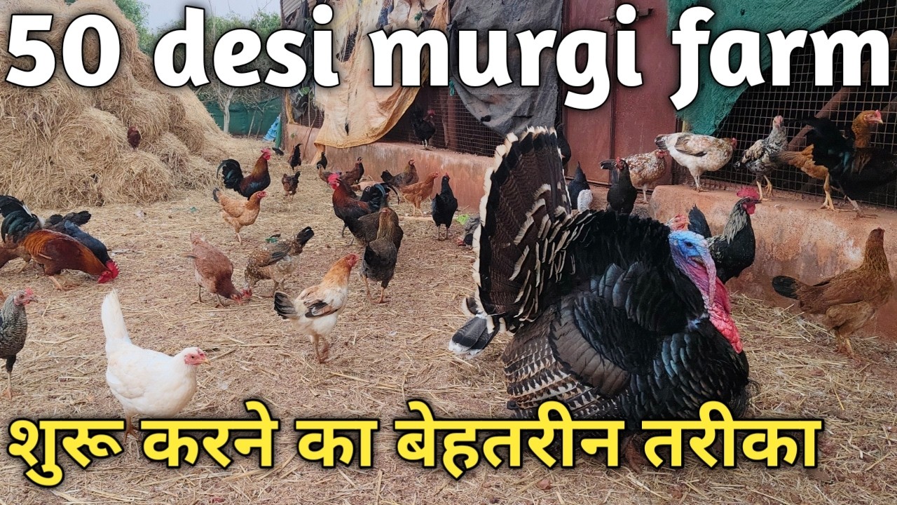 50 देसी मुर्गी फार्म शुरू करने में कितना खर्चा आता और कितनी कमाई होती संपूर्ण जानकारी । poultry farm