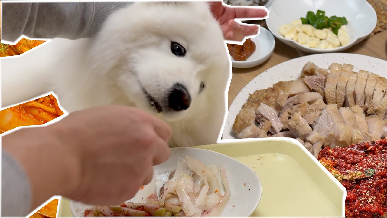 My Siberian descendant dog is obsessed with k-food, kimchi🇰🇷