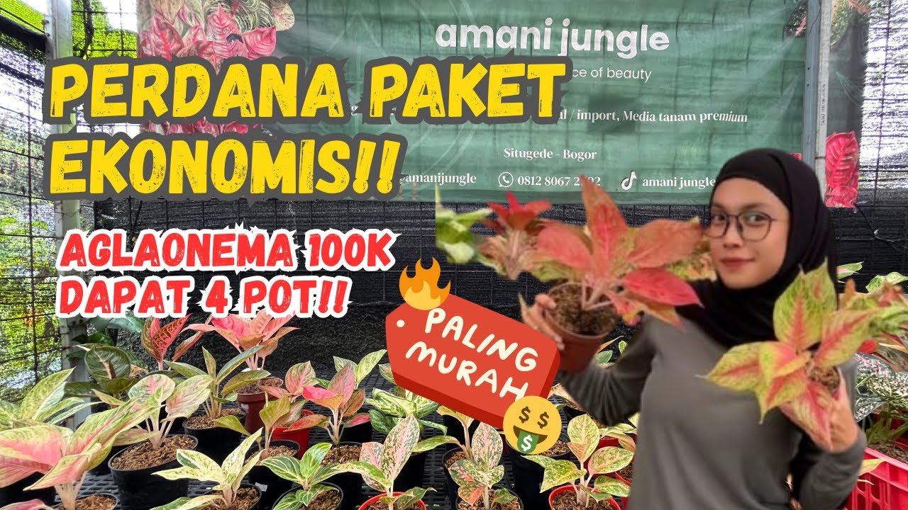 PERDANA PAKET EKONOMIS! AGLAONEMA 100k DAPET 4 POT!!