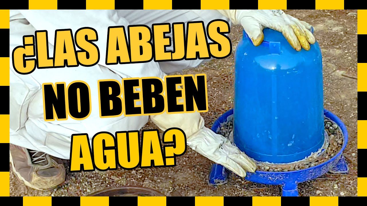 ✔️ Coloca un BEBEDERO para ABEJAS en tu apiario 💧🐝  Abejas del Pino