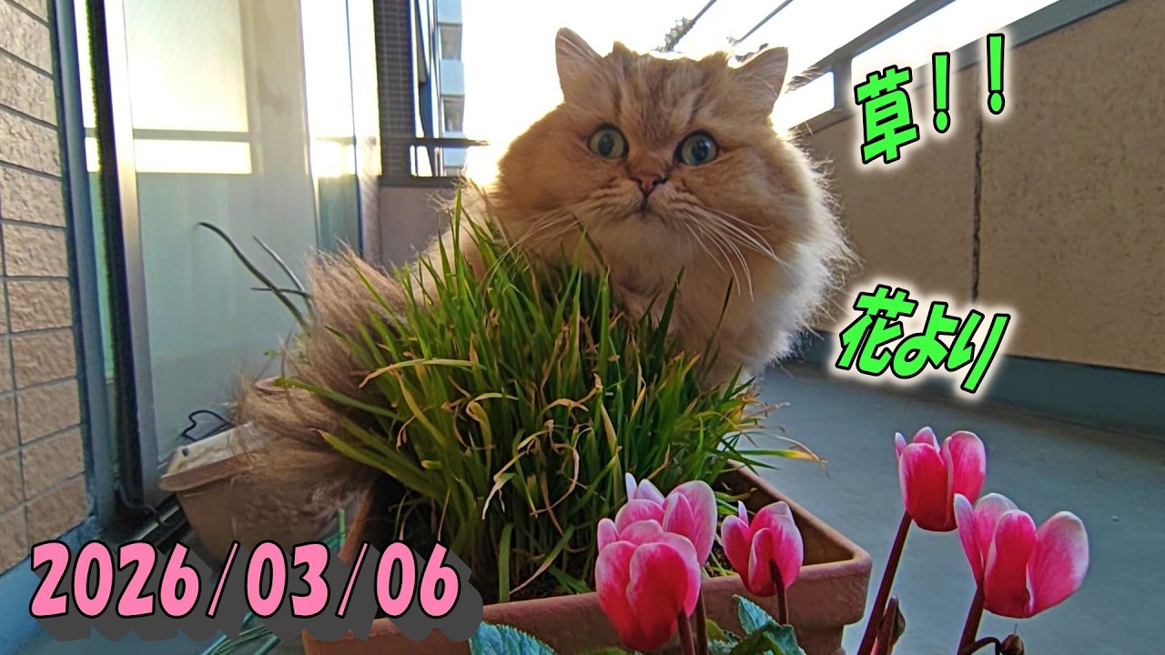 聞き慣れない大きな音にも負けずに花より草のひとみでした　Persian cat Hitomi's relaxing days　2026/03/06