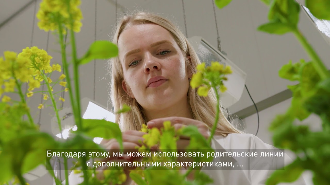 Бейо - Органика с самого начала