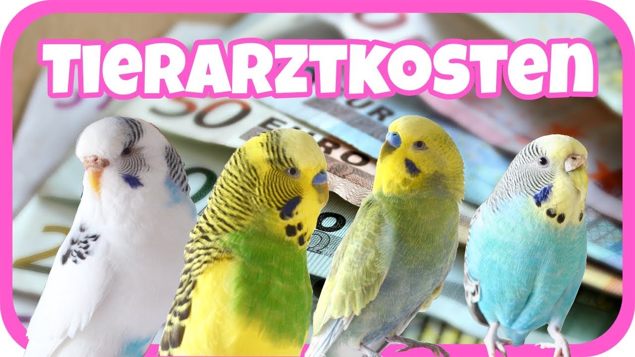 Tierarztkosten bei Wellensttichen😱💰 Krallen schneiden, stationäre Aufnahme, Röntgen...