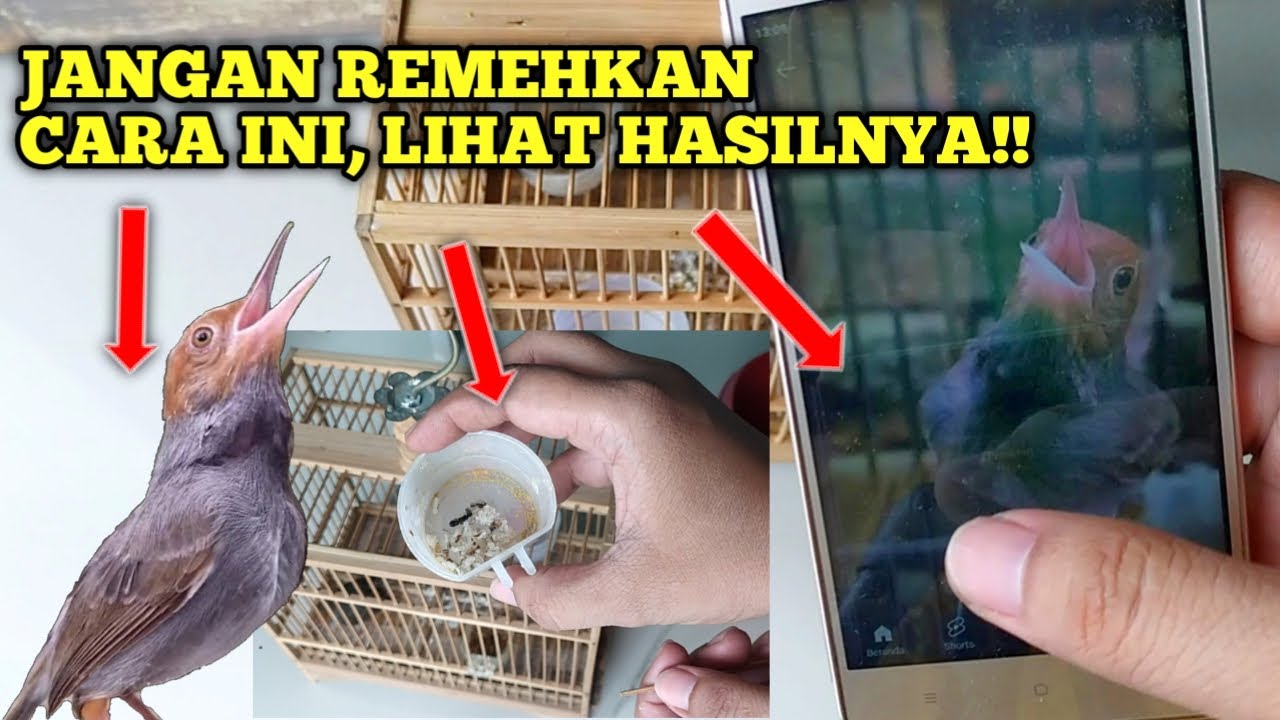 Rahasia Merawat Prenjak Bahan, yang Auto bikin Gacor dan fighter