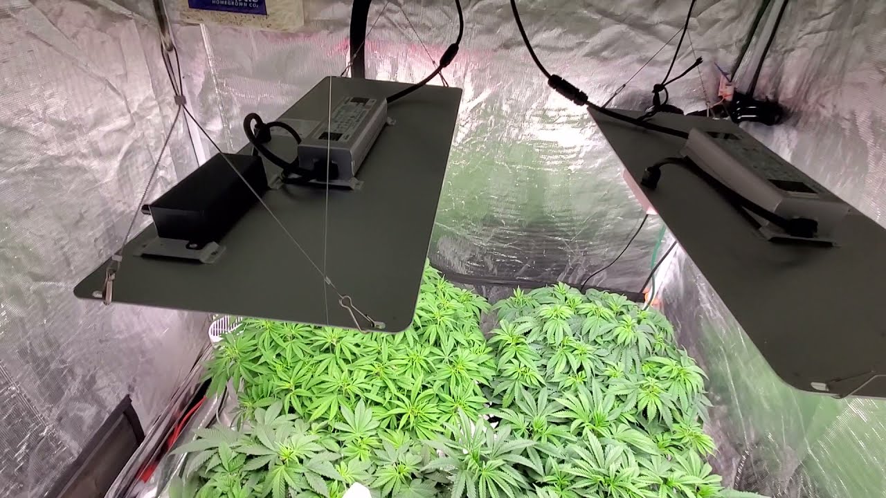 Konkurs na LEDa dla PGFarmera-SPIDER FARMER LED