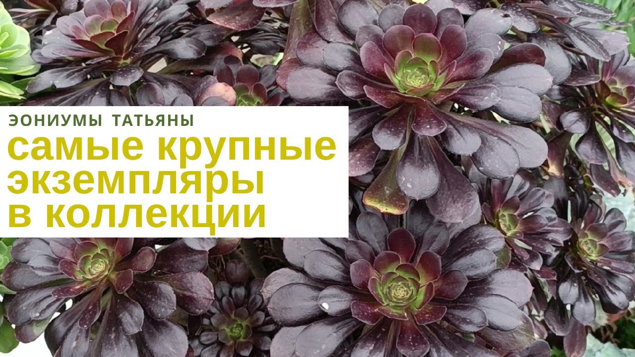 №223 Самые крупные экземпляры в коллекции