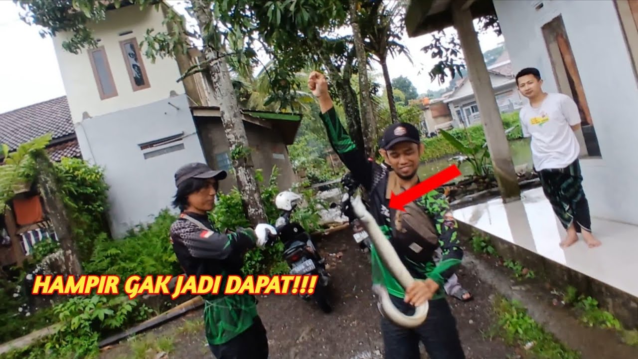 GOKIL‼️MANCING SIDAT PENGHUNI COR BATU