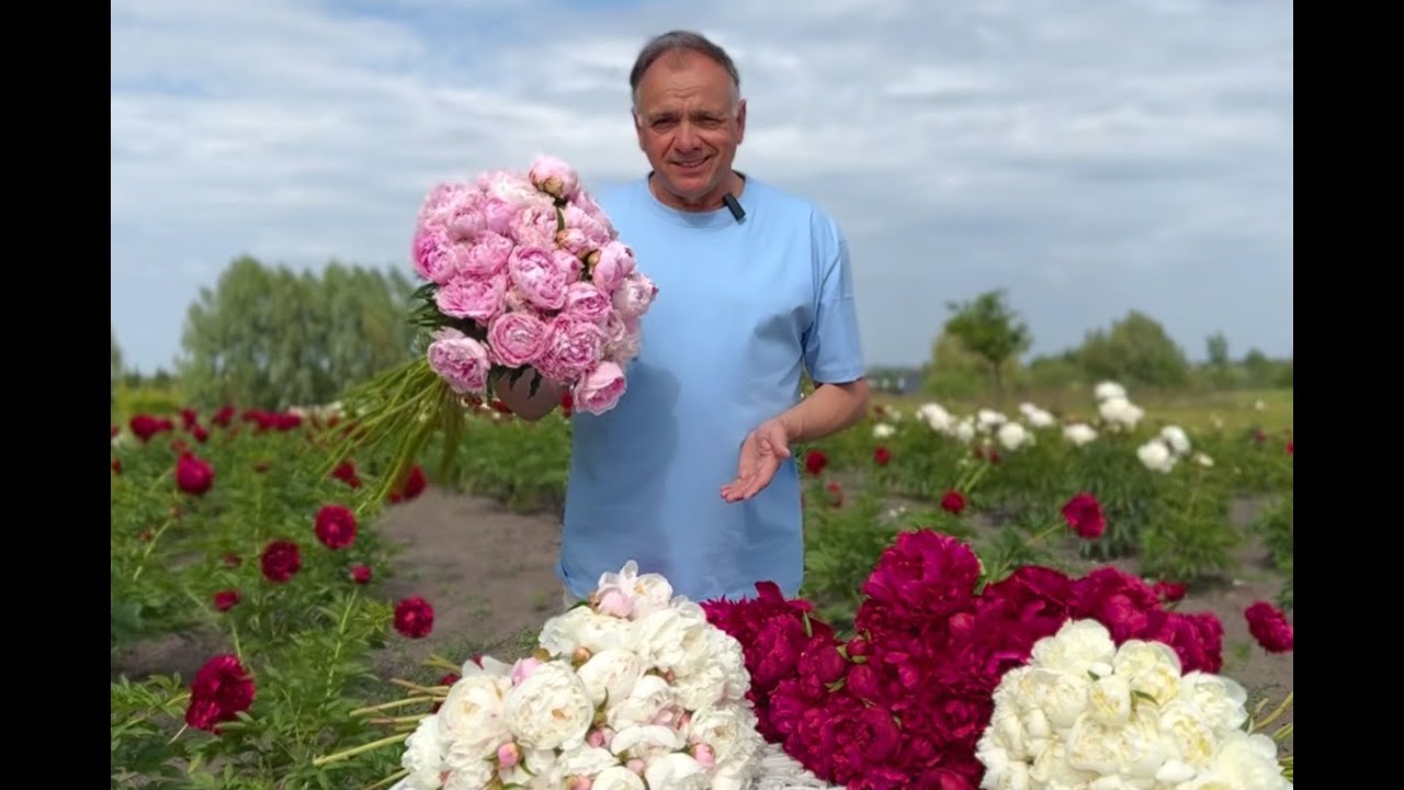 Сара Бернар: корисні поради по вирощуванню півоній 😍🌺Купити кореневище півонії за приємною ціною