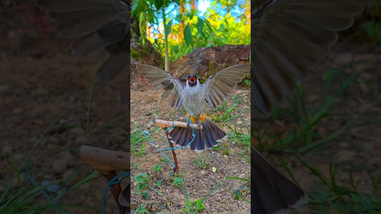 Bulbul ki Awaz And sound #bulbul #birds #sound #shorts #viralvideo