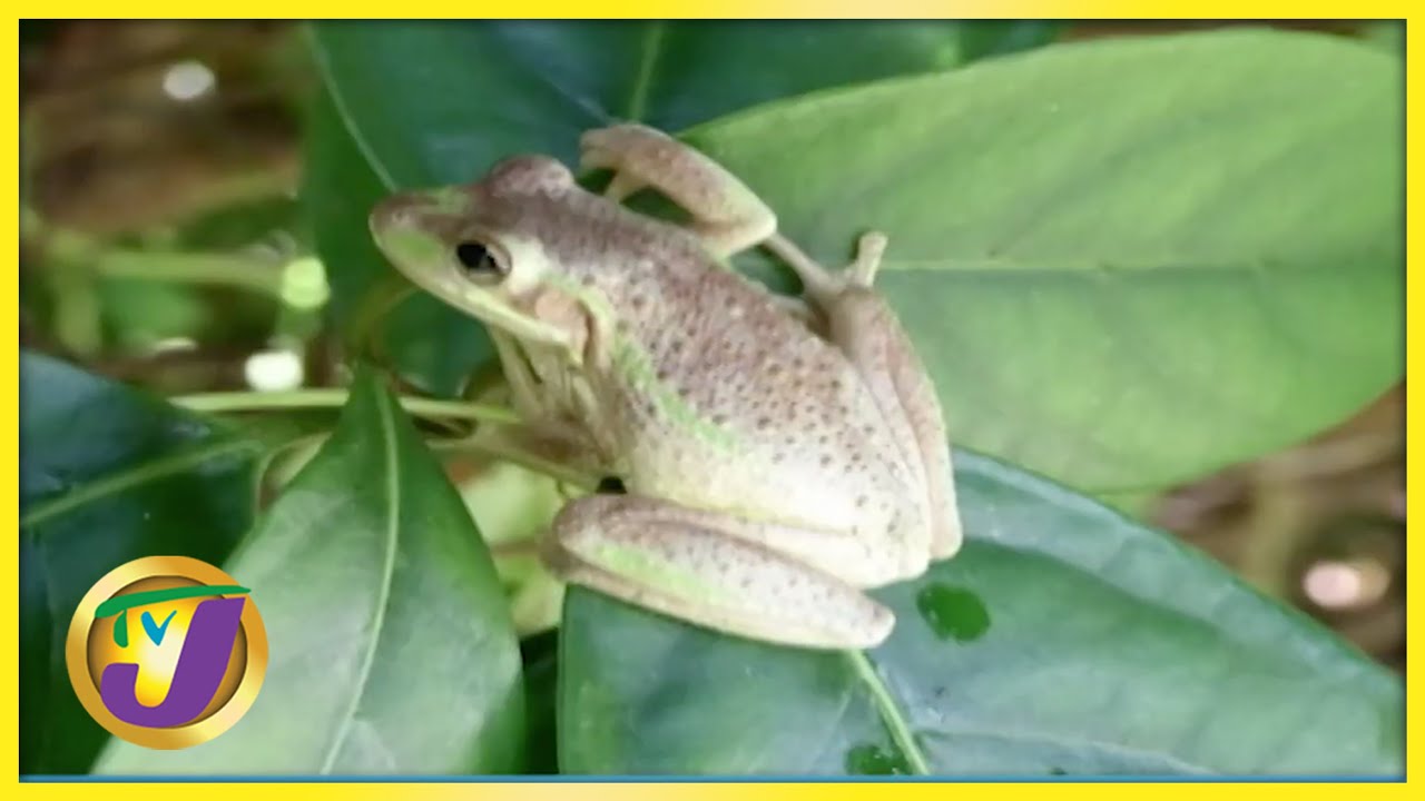 The Cuban Tree Frog Invasion | TVJ Smile Jamaica - Feb 1 2022