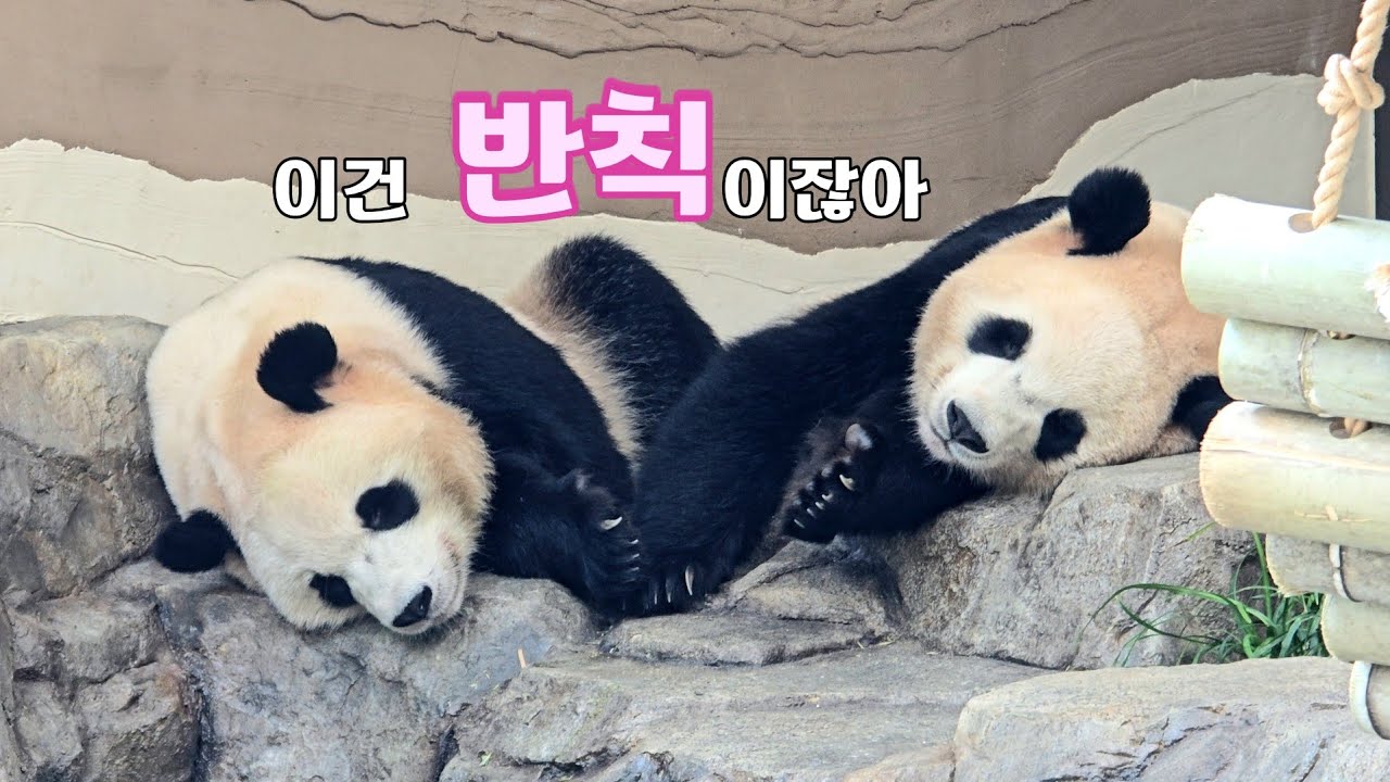 [바오패밀리 함께바오] Ep.296 보기만해도 마음이 몽글몽글해지는 영상 