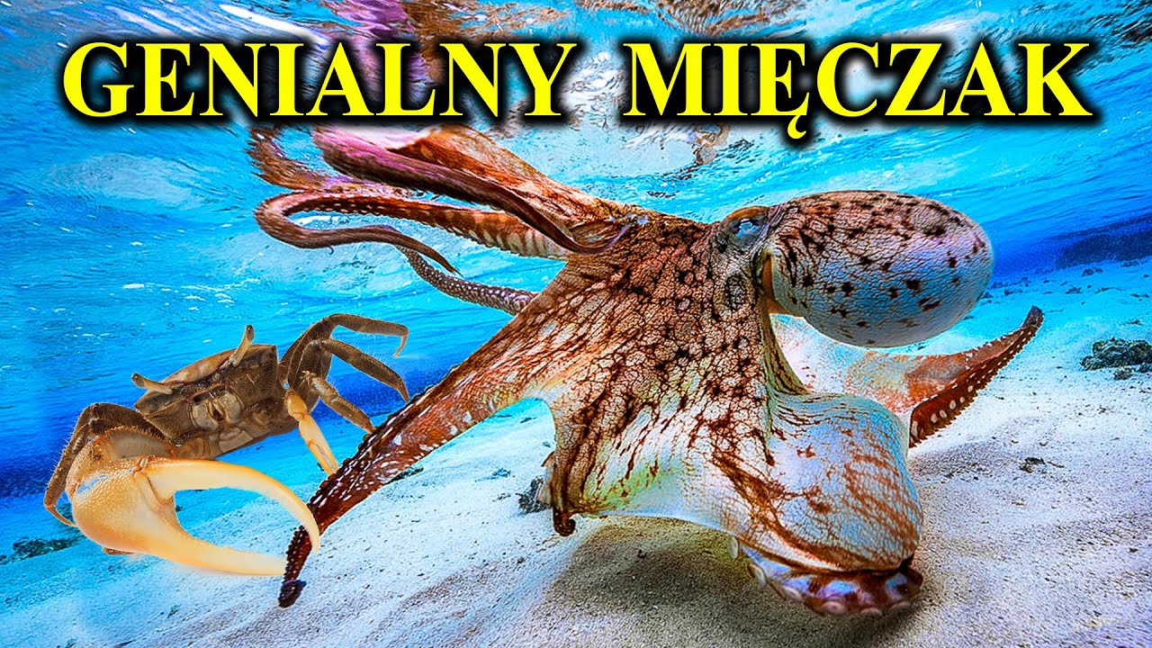 Atak OŚMIORNICY Na Kraba | Czy Ośmiornice Przyleciały z Kosmosu? 🐙