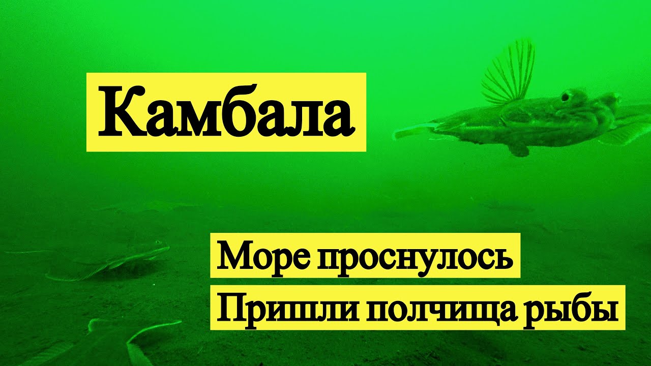 Камбала. Море проснулось. Подводная съёмка! // Flatfish. Underwater video! (Eng Subs)