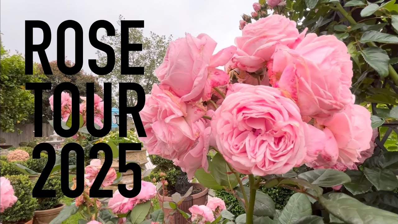 Spring November ROSE TOUR / David Austin / Kordes / Australia / et de garden