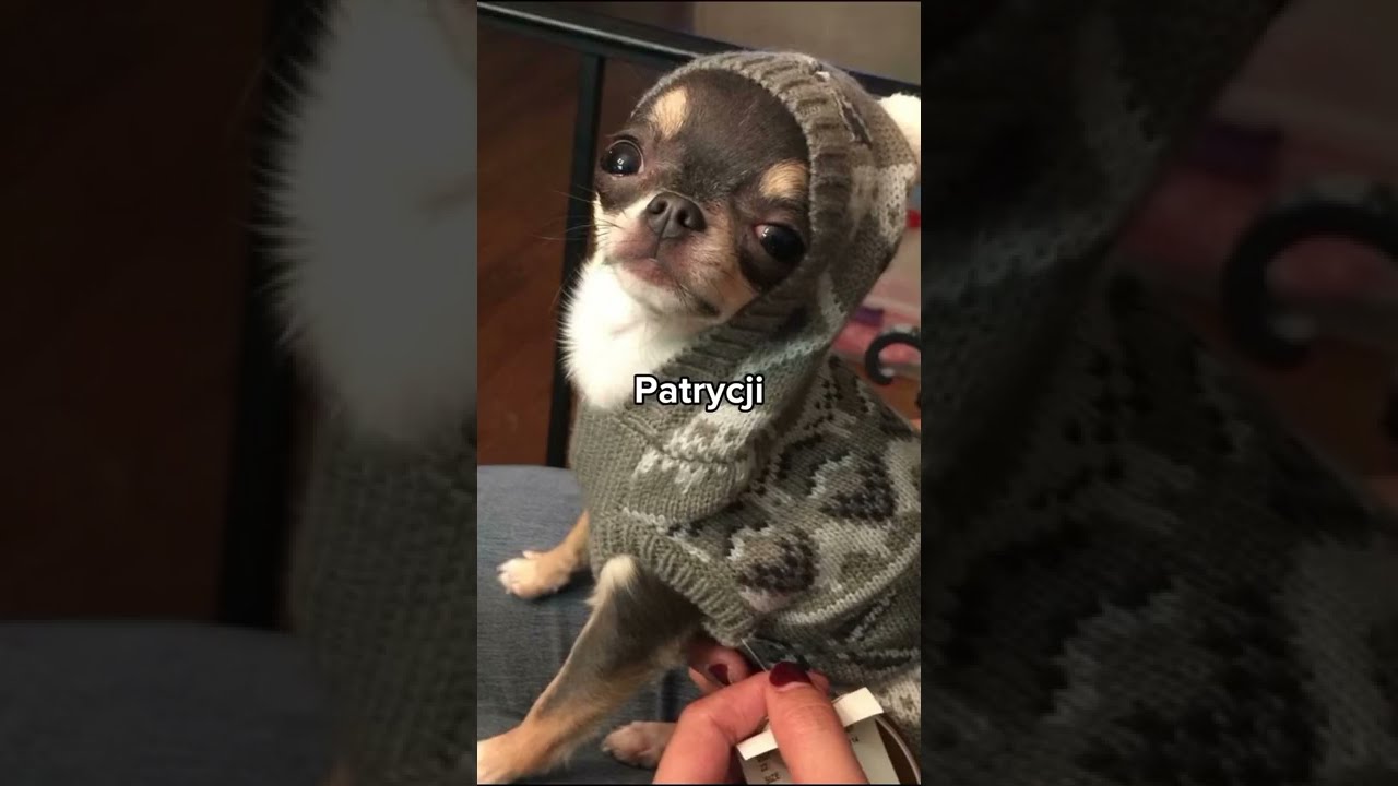 Psy dla wybranych imion 🔥🐶 #short