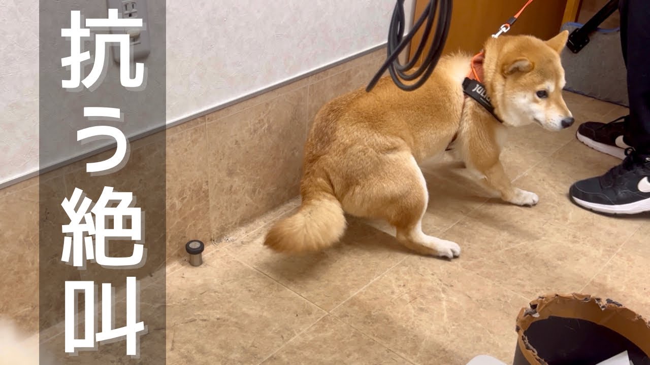 病院に預けて数分後、断末魔の絶叫が病院内に響き渡る柴犬達