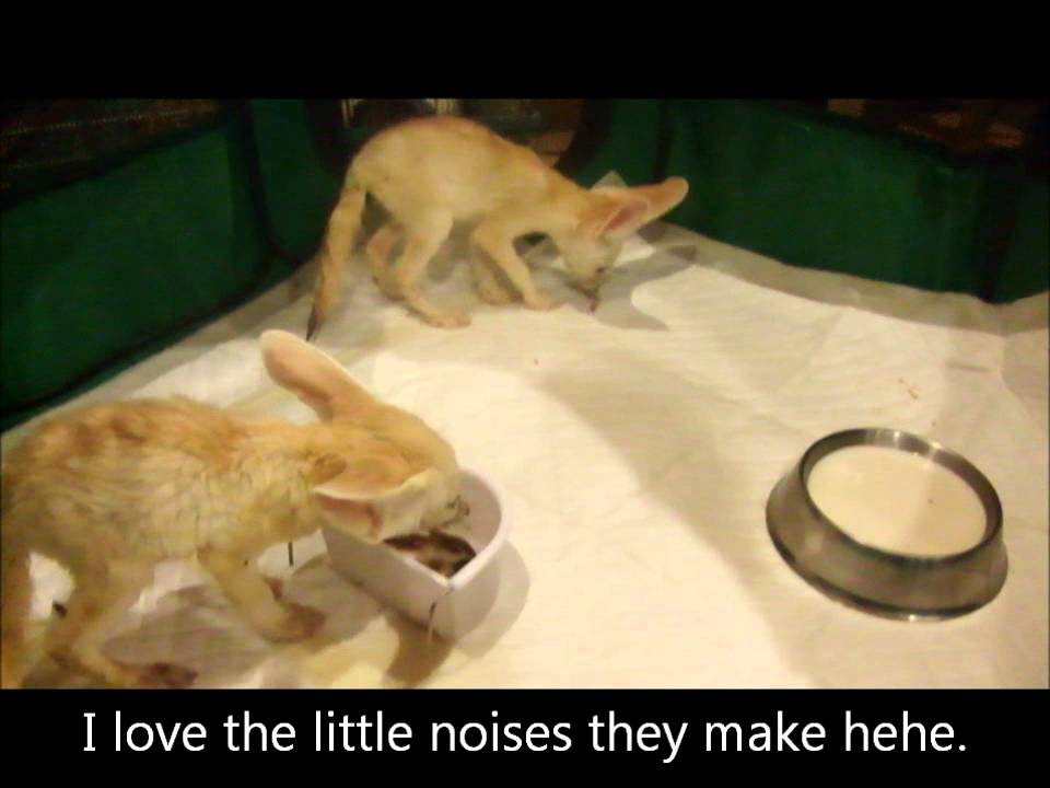 Fennec fox babies eating