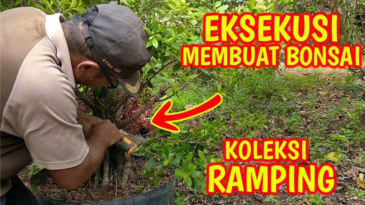 Eksekusi Membuat Bonsai Beringin Koleksi Ramping