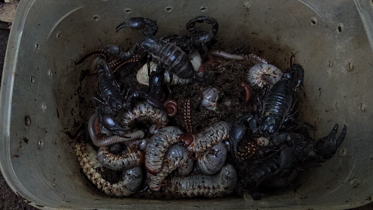 Untidy Catch The Darkness Scorpions And Beetle Bugs In The Light Area