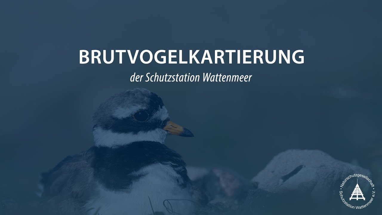 Schutzstation Wattenmeer: Die Brutvogelkartierung