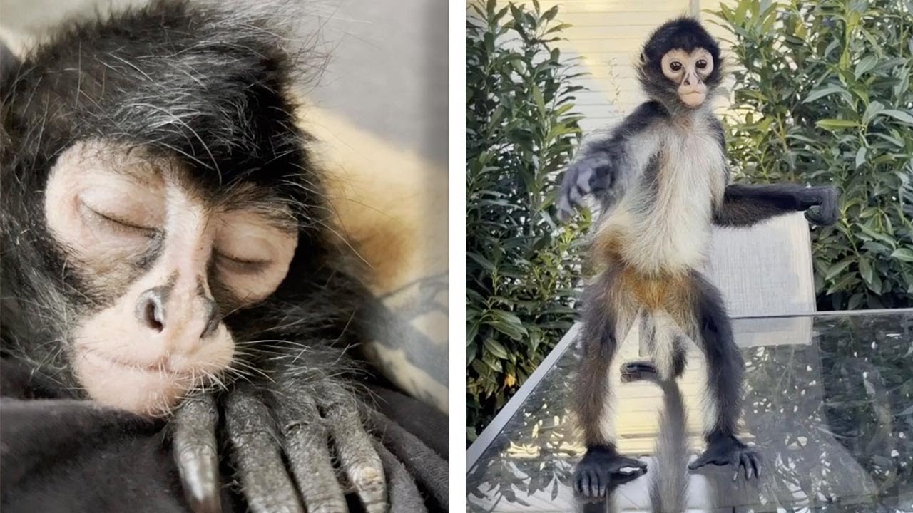 Man Has Adorable Bond With Baby SPIDER MONKEYS! (Pawsome Pets)