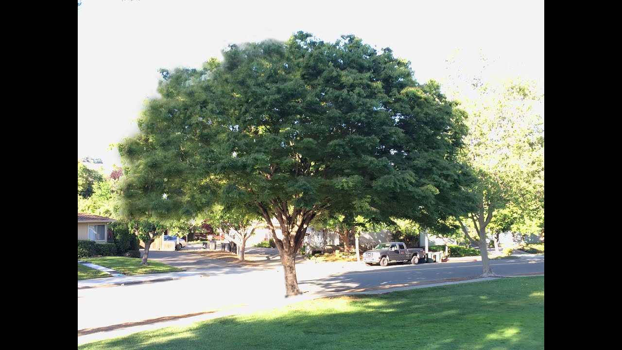 Zelkova serrata -  Sawleaf Zelkova, Japanese Zelkova