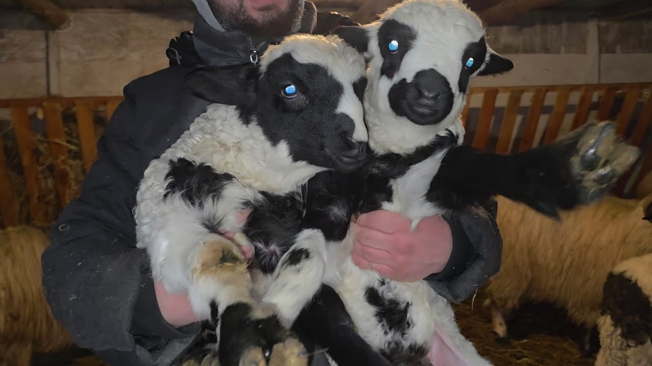 PREZENTAREA MIEILOR DIN ACEST SEZON /CÂT LAPTE ARE CAPRA (METIS ANGLO-NUBIAN CU ALPINĂ FRANCEZĂ)