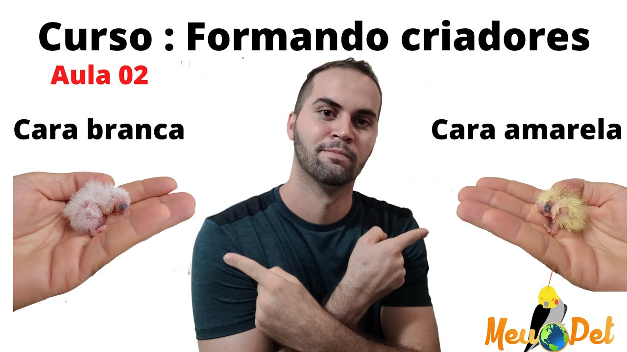 Curso básico de calopsitas - Aula 02 ( Mutação Cara amarela VS Cara branca)