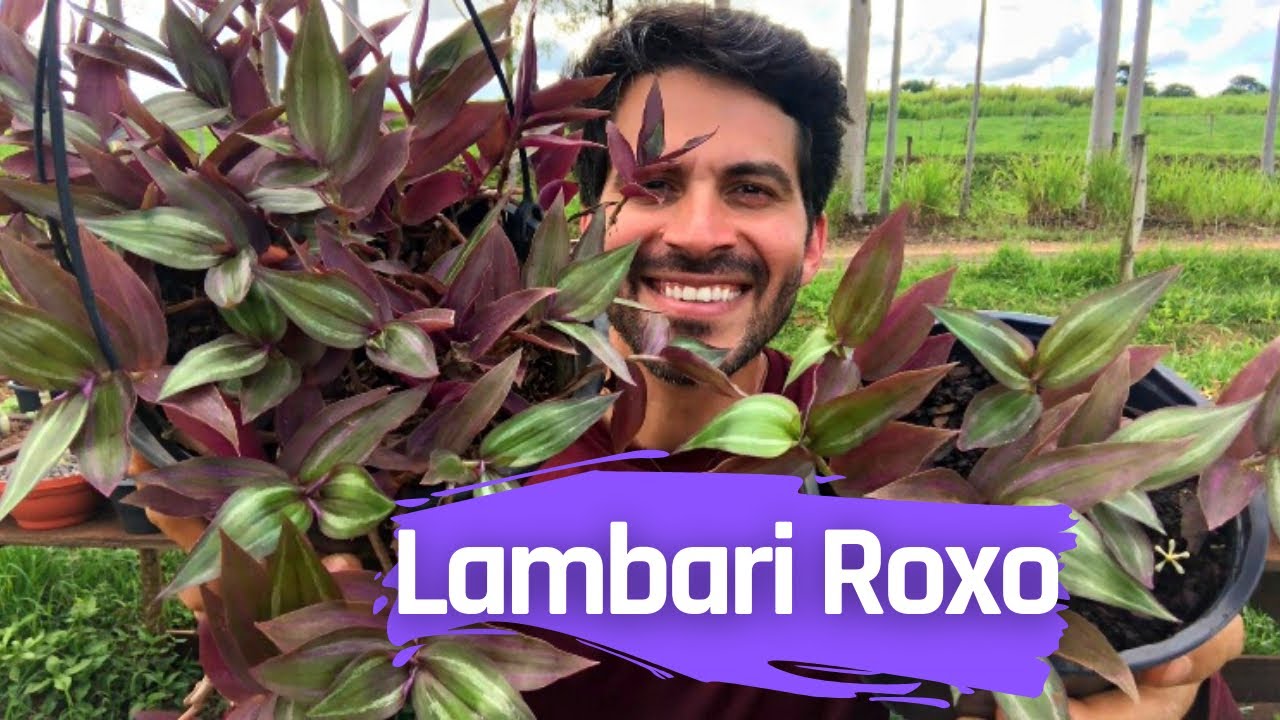 Como cuidar do Lambari Roxo? Planta pendente ótima pra decoração!