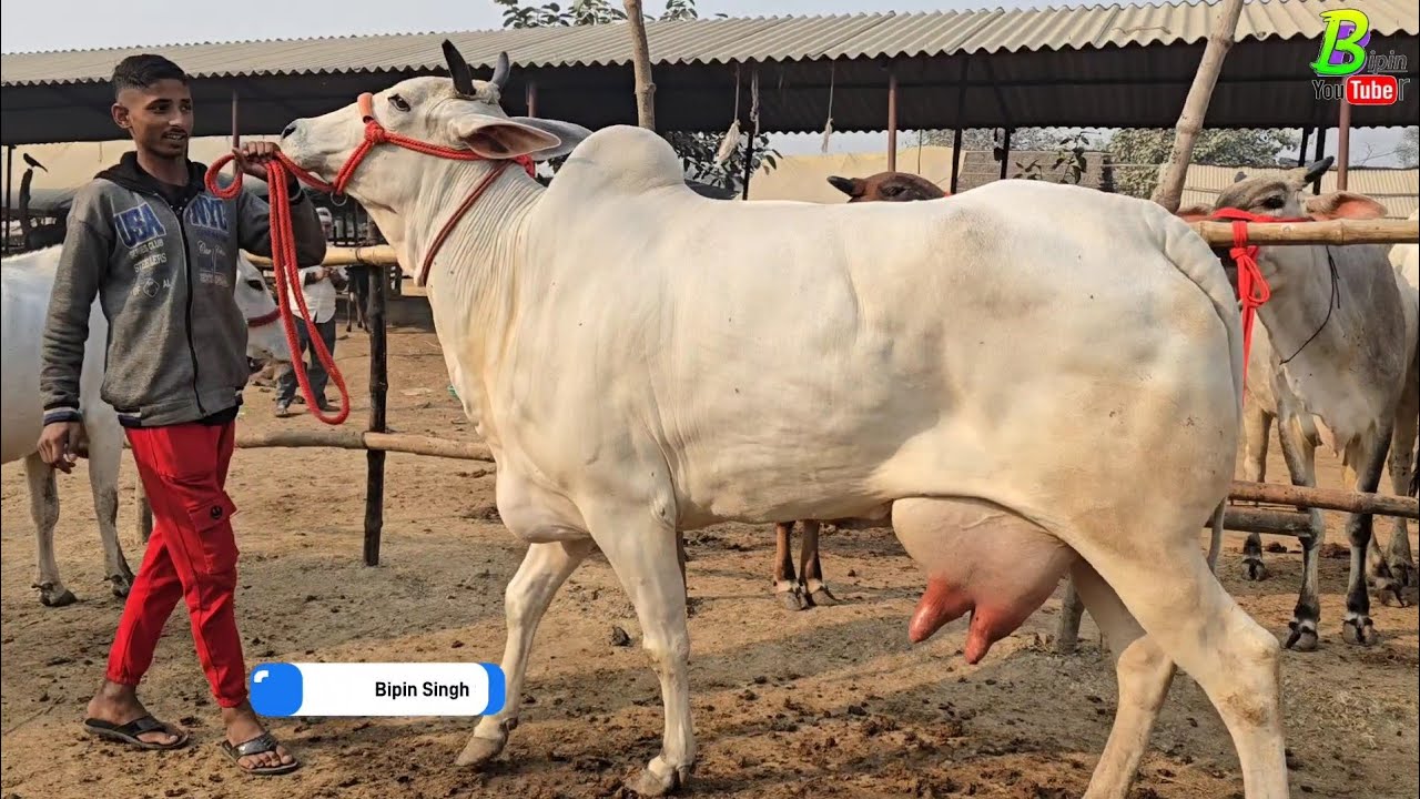 चौसा मंडी में काफी सुंदर सुंदर देसी गाय बिकने के लिए आ रही है कीमत सुन हैरान होंगे | Desi Cow Sale