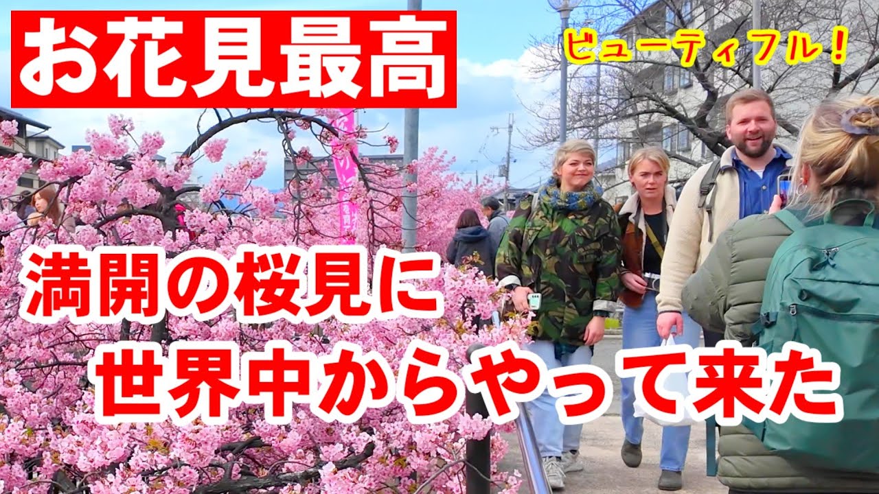 3/7(土)満開の桜見に世界中からやって来た！お花見に沸く京都淀 満開の河津桜並木