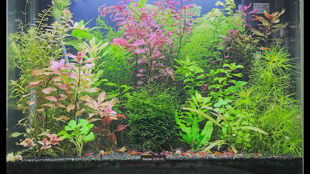Jardim de Neocaridinas 2 #mrbetta