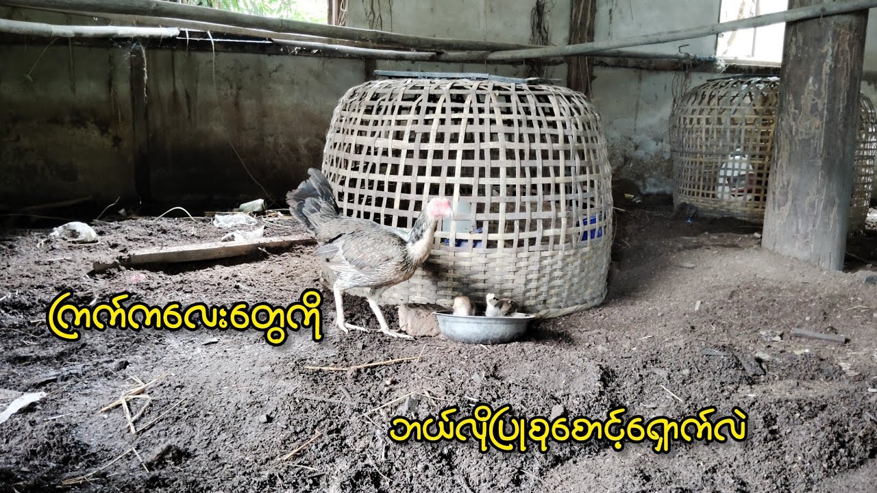ကြက်ကလေးတွေကိုကျတော်ဘယ်လိုပြုစုစောင့်ရှောက်လဲ....?(3.10.2024) Episode (1)