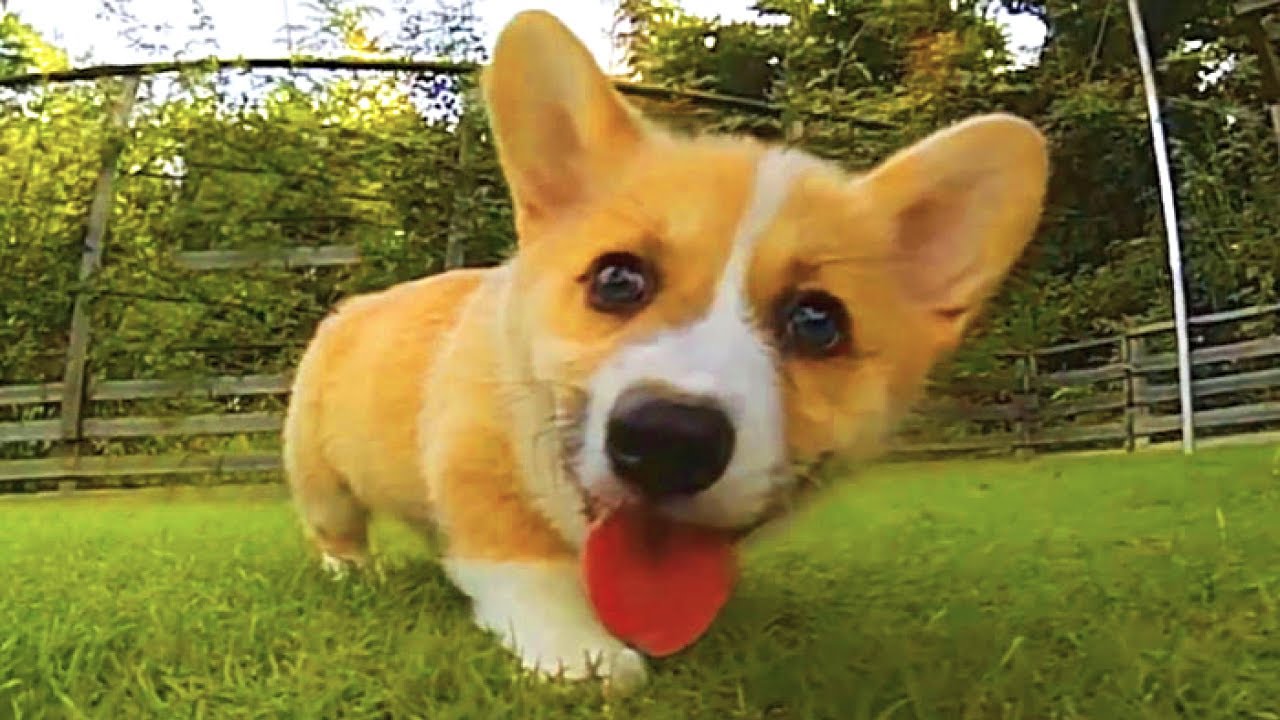 Funny and Cute corgi puppies videos compilation 2021❤ Cutest corgis Ever! Part 3