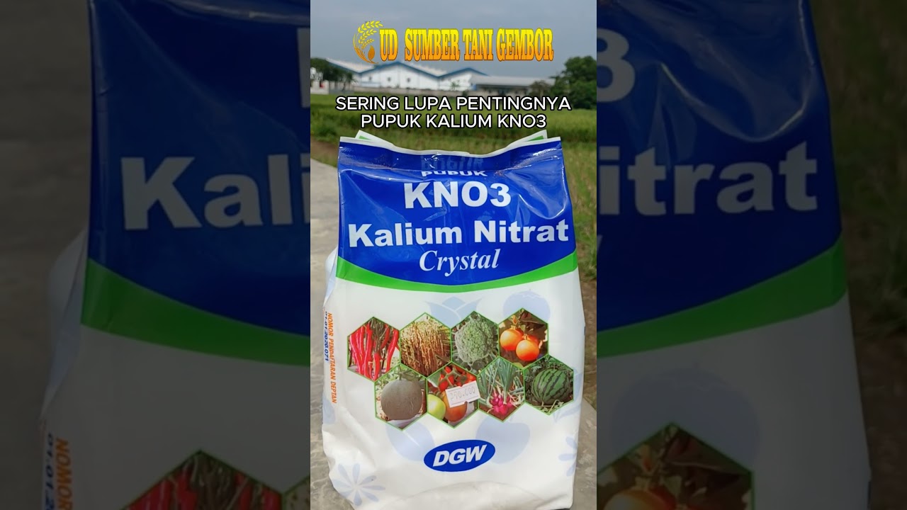 sering dilupakan, ini pentingnya pupuk kalium KNO3 #petani #pertanian #tokopertanian #pupuk