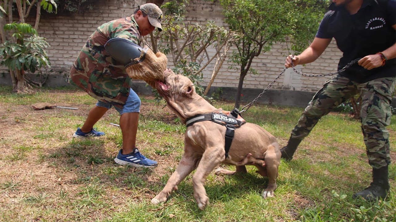 Conociendo a los  Increíbles BANDOG - Perro de presa 🔥