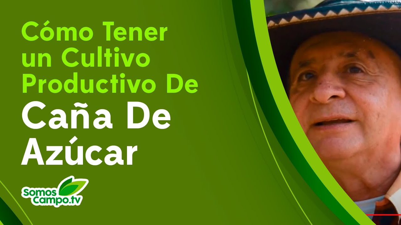 Ca&ntilde;a De Azucar, Aprende Como Tener Un Cultivo Productivo - Somos Campo.Tv