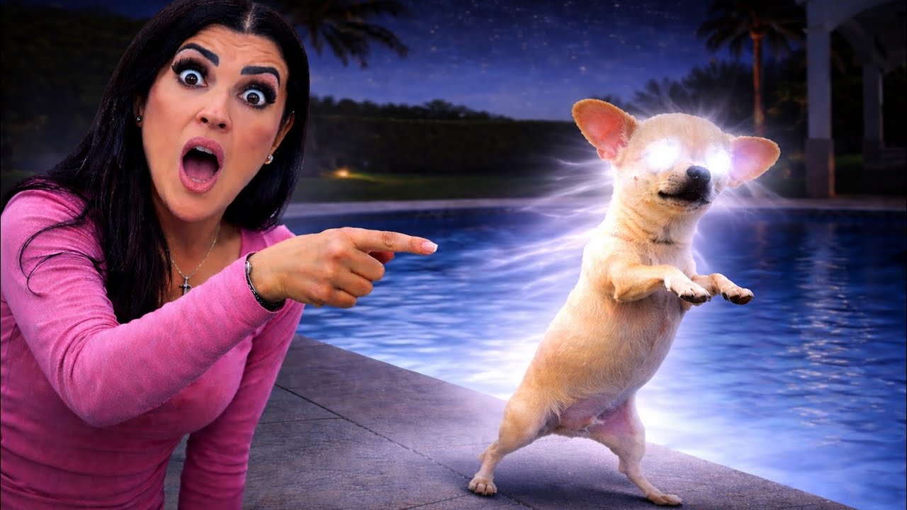 Мы застали нашу собаку за этим ночью&hellip;