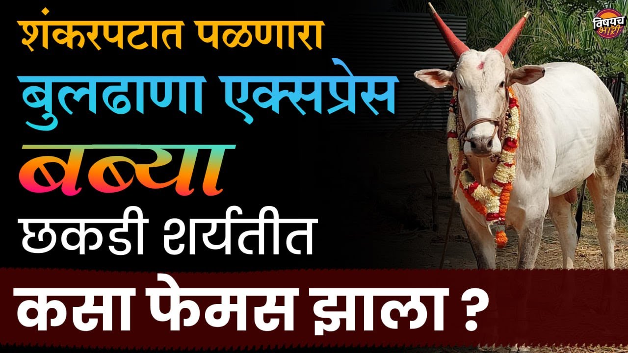 शंकरपटात पळणारा Buldhana Express Babya छकडी शर्यतीत कसा फेमस झाला | Bailgada Sharyat| Vishaych Bhari