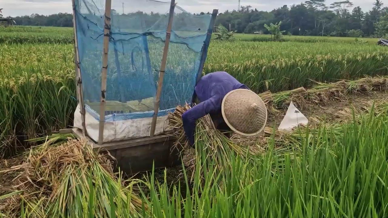 SIMPLE BUT GENIUS! SMART RICE THRESHING USING TRADITIONAL FARMING TOOLS - Agriculture Farming
