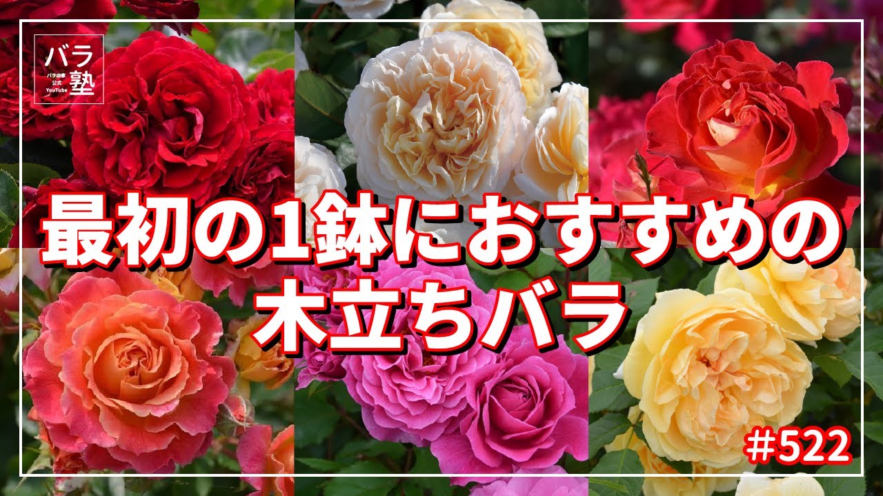 #522 最初の1鉢におすすめの木立ちバラ