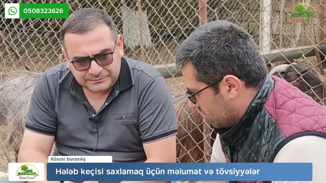 Hələb keçi təsərrüfatı qurmaq sərfəlidirmi