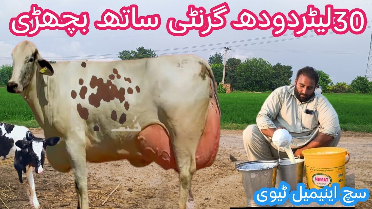 03466152628 | Cholistani friesian cross cow | cholistani cross cow | Girlando cow| Girlando gay|