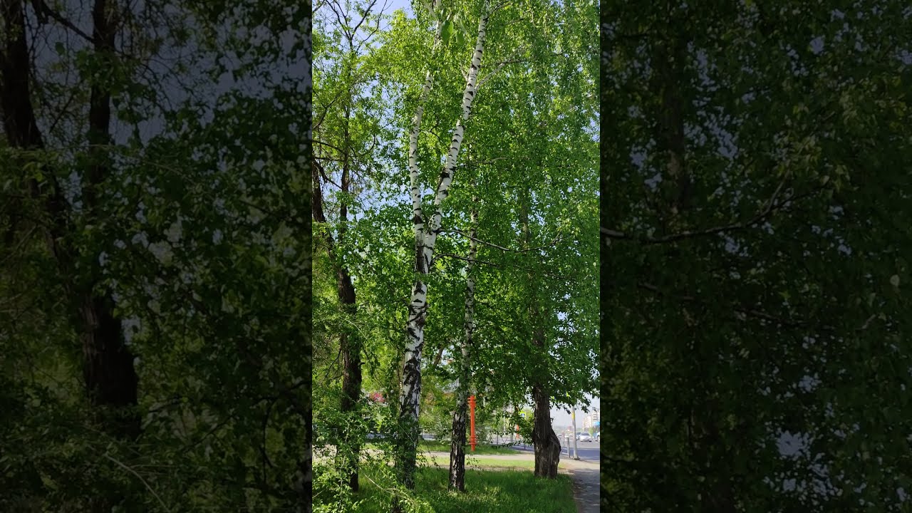 Берёзы 🌳 #дерево #природа / Birches 🌳 #tree #nature