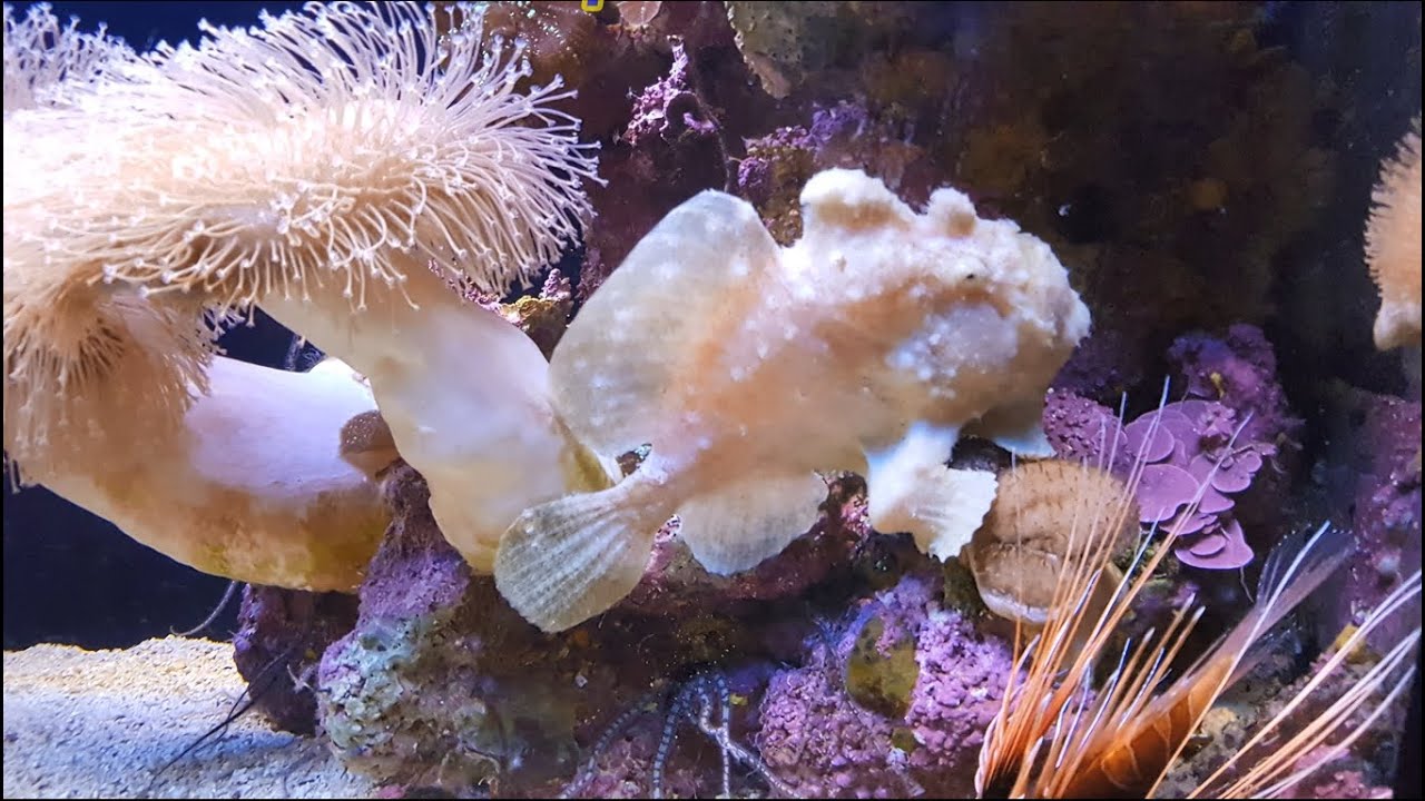 Underwater Observatory Park.Парк подводной обсерватории.Океанариум. Эйлат.מצפה התת ימי באילת