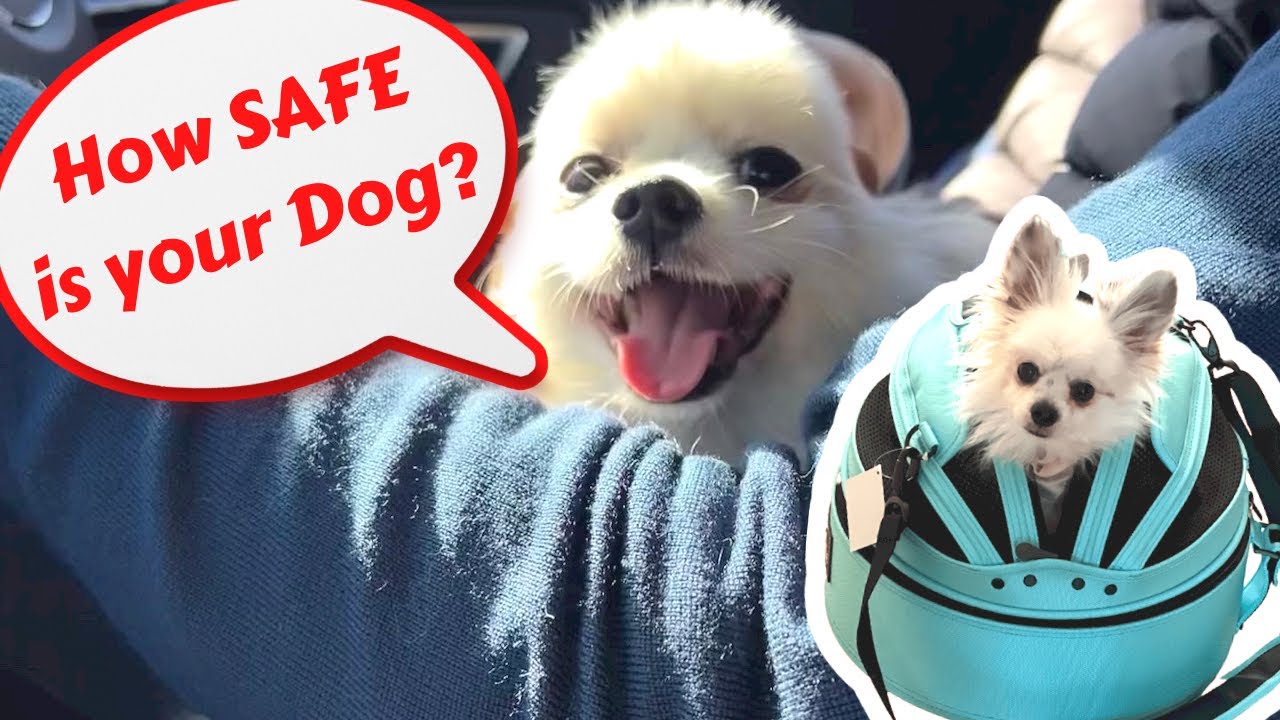 Sleepypod Car Seat for small dog | 3 in 1 Pet Carrier | Dog Bed | Car seat | Sleepypod review