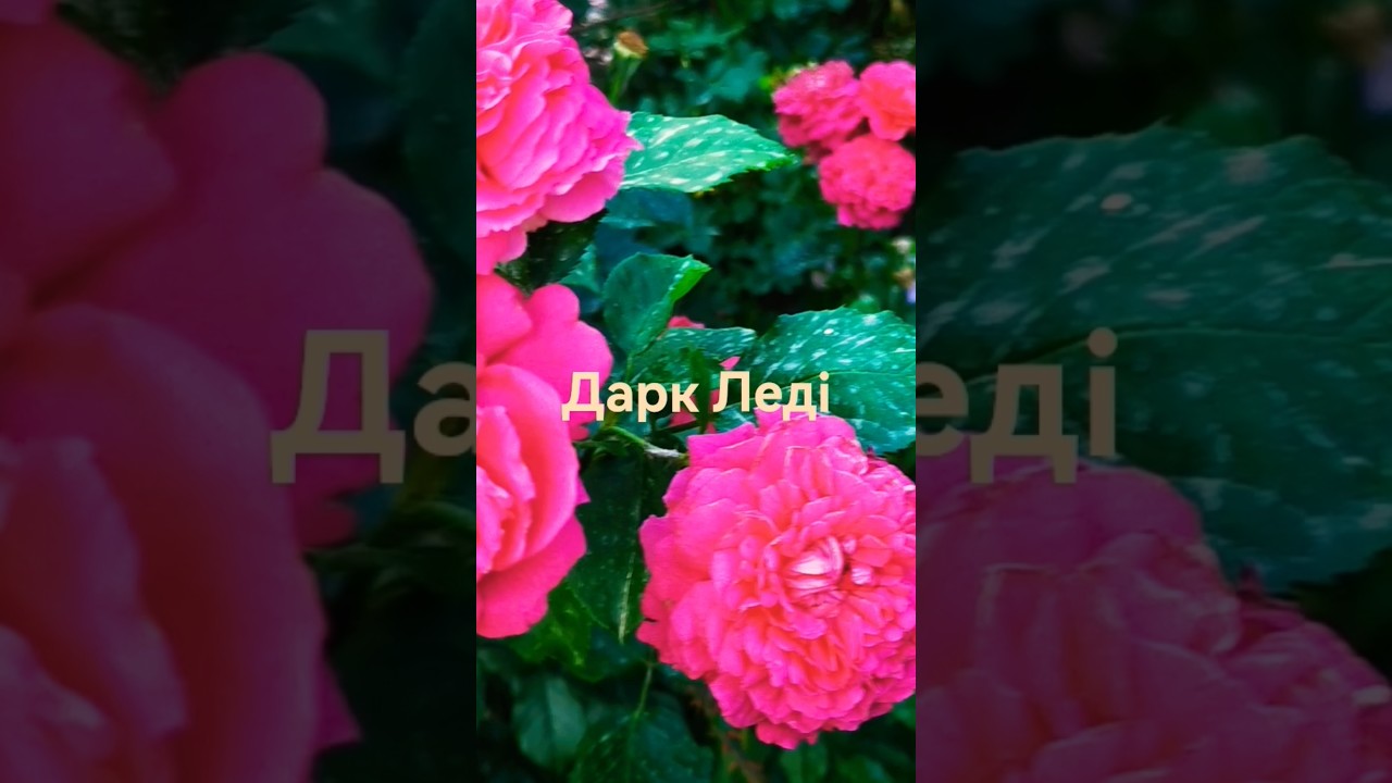 Дарк Леді в спеку
