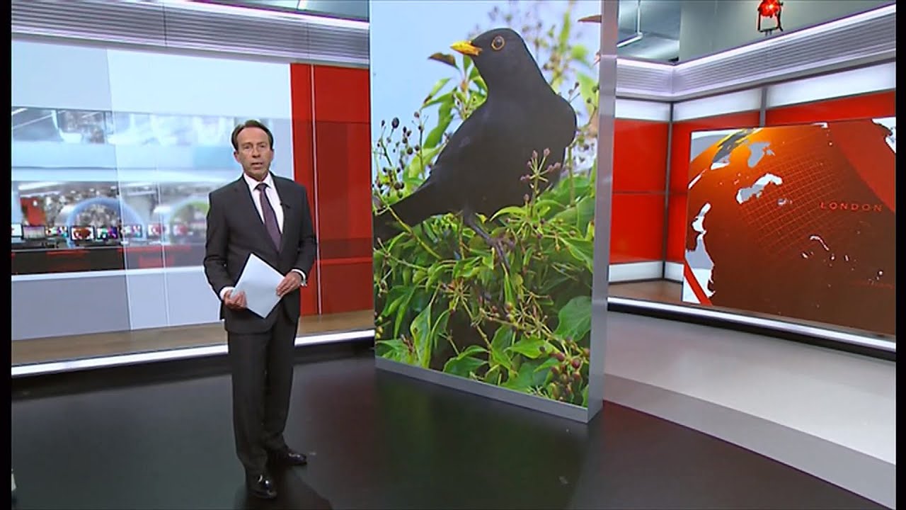 Mosquito-borne killer disease threatens blackbirds (UK) 15/May/2025